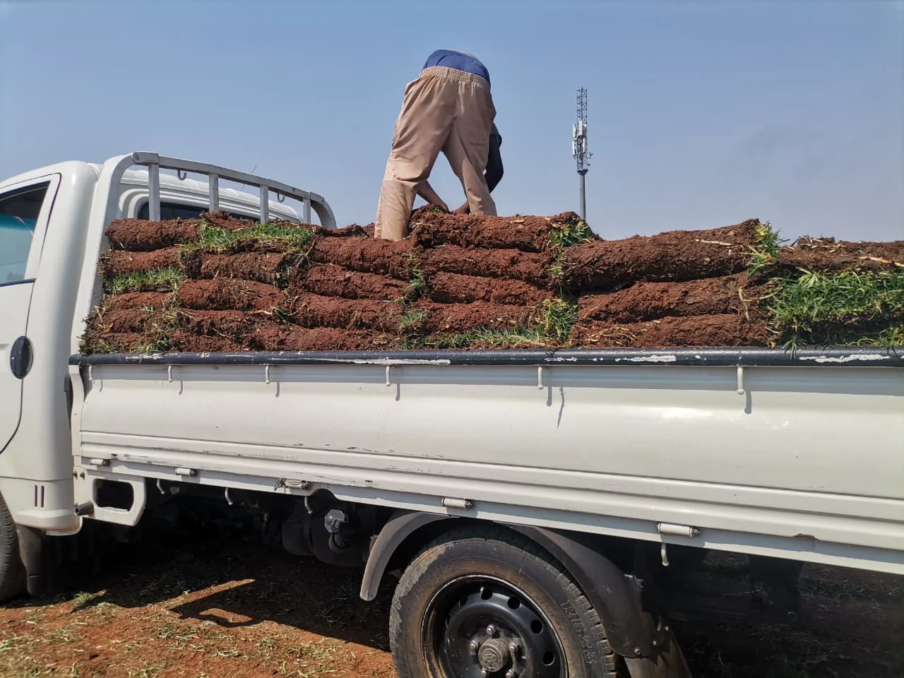 Team of workers professionally installing new lawn turf on a construction site